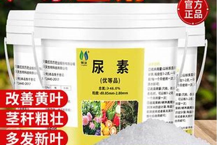 绿萝用尿素施肥好吗