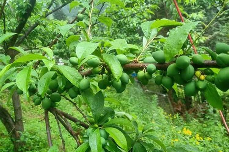 种植李子苗需补充哪些营养？「英英李子园种植课堂」