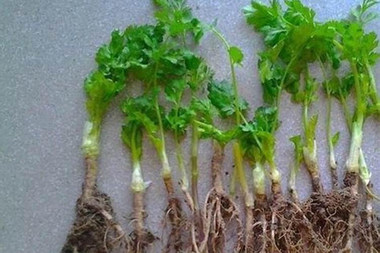 香菜,小葱,薄荷应施什么肥