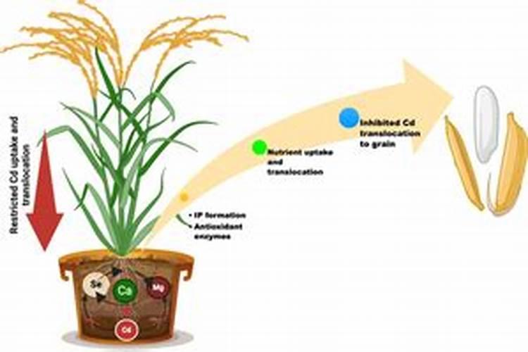 花多多是喷叶还是灌根