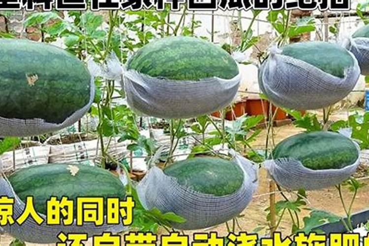如何种植提高西瓜产量和品质(西瓜怎么施肥能增产增甜)