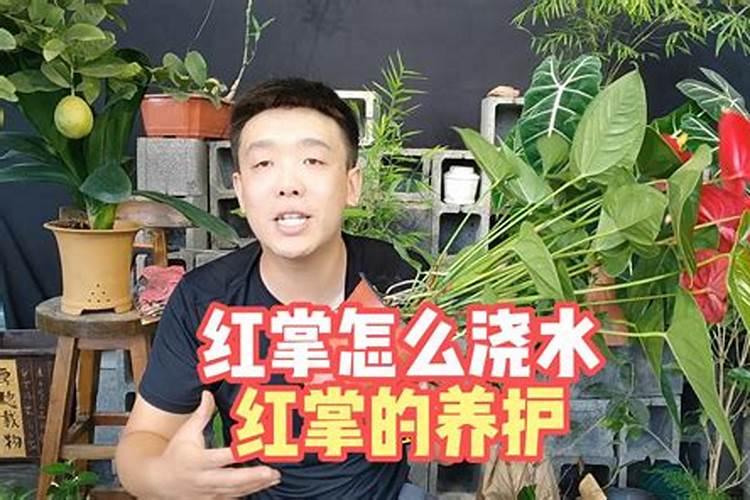 红掌适合什么肥料 红掌的正确施肥方法