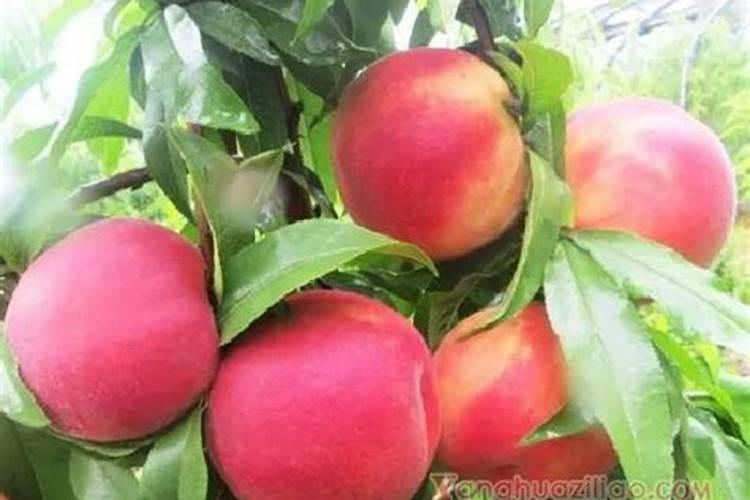 桃树结果需要什么肥料