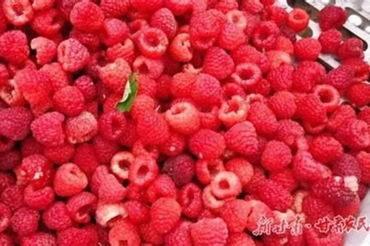 阳光不足也能丰收的果树