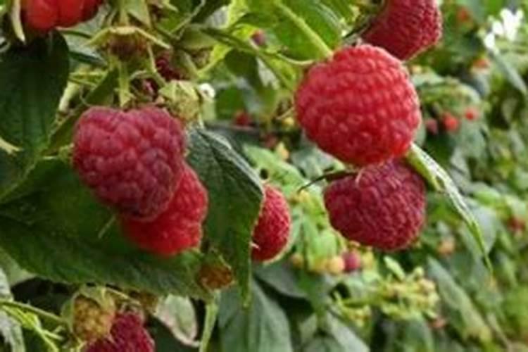 树莓可以用膨大剂吗