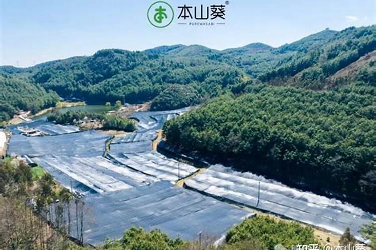 金钱树喜“3种肥”,花盆里埋一点,呼呼窜新芽,枝繁叶茂