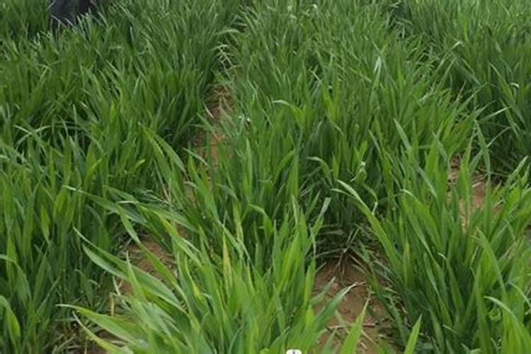 小麦追肥用什么肥料好