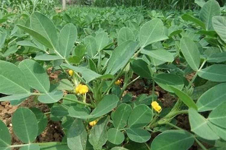 花生只开花,不出果针的原因？如图