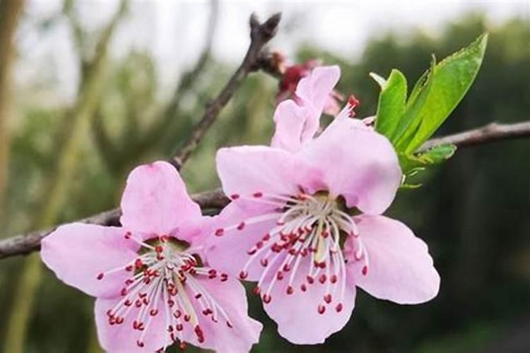 引起核桃落果的原因是什么？如何预防核桃落果？