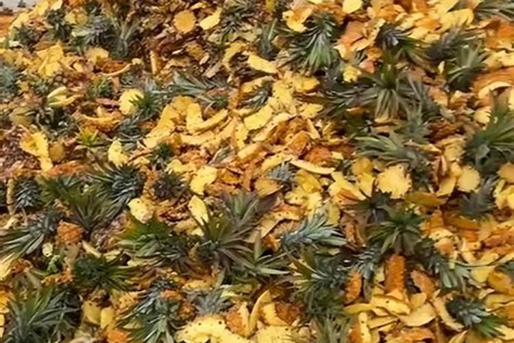 菠萝皮发酵后的用途