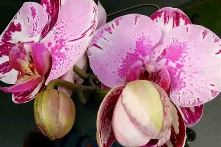 贝母能用哪些肥料