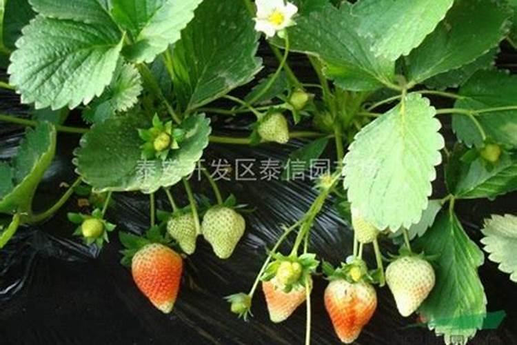 草莓生根壮苗的水溶肥有几种？