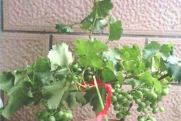 叶面肥尿素水怎么配