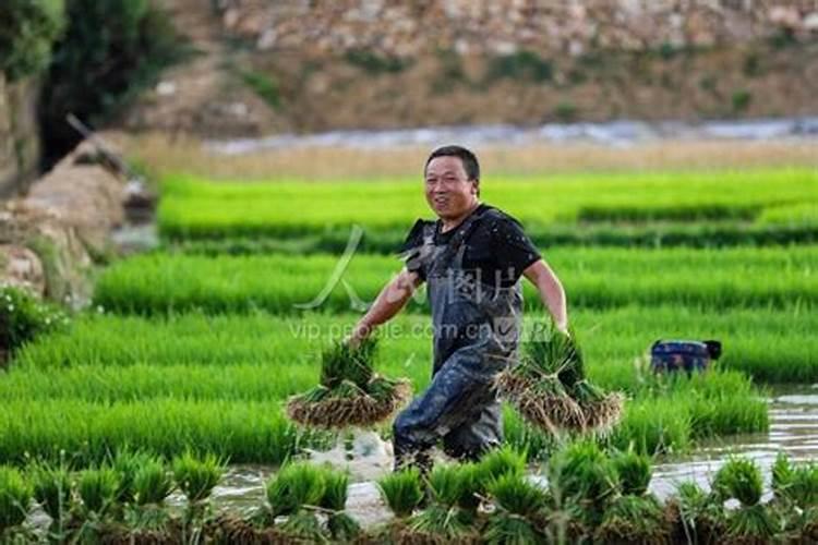 水稻叶面肥,水稻叶面肥什么时候用 叶面肥用法用量