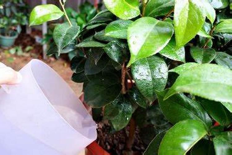 荔枝施什么肥好