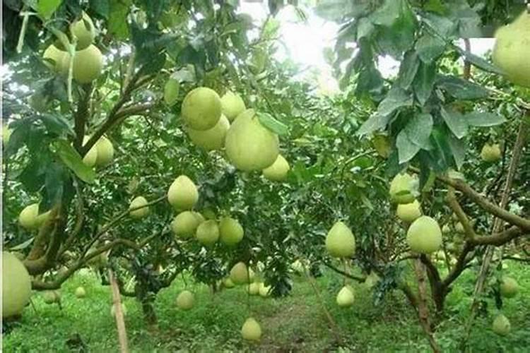 果树叶面肥用什么较好？