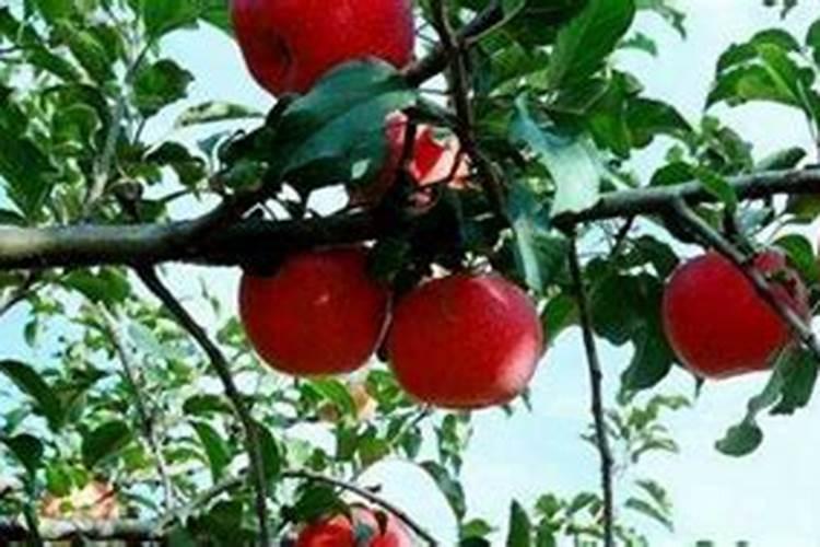 四年的苹果树八月份下旬怎么施肥,花芽才会多？