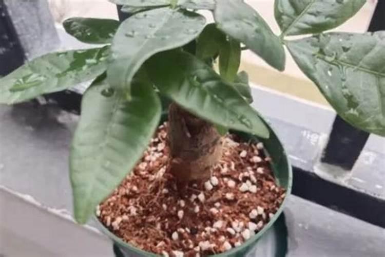 生根粉可以浇发财树吗