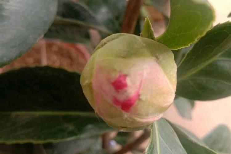 茶花打花苞时怎样施肥