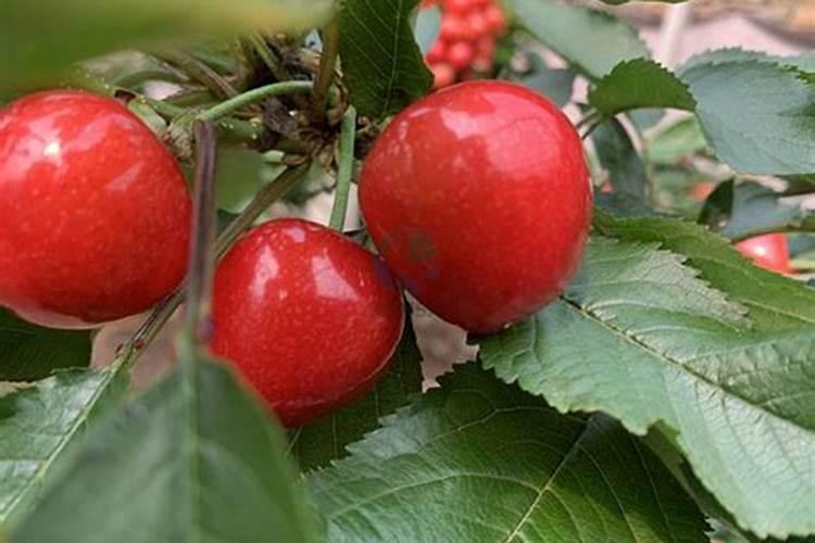 樱桃树怎样促进花芽分化,需要用什么肥料？