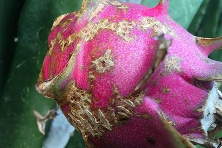 火龙果开花时怎么管理才能成果不黄