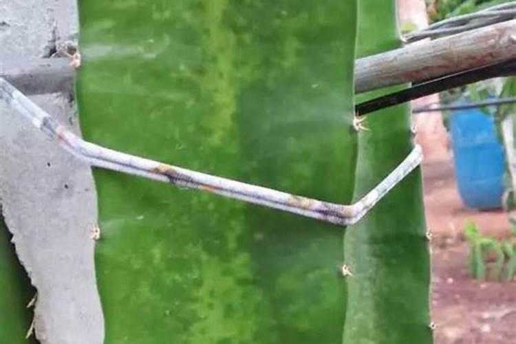 火龙果施什么肥最好 火龙果的施肥要点