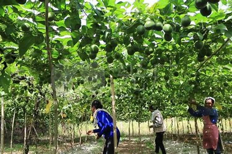 罗汉果幼苗打什么叶面肥好？