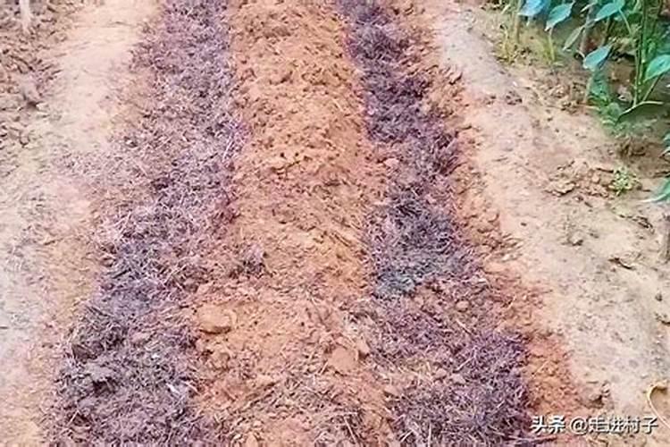 种土豆怎样施底肥