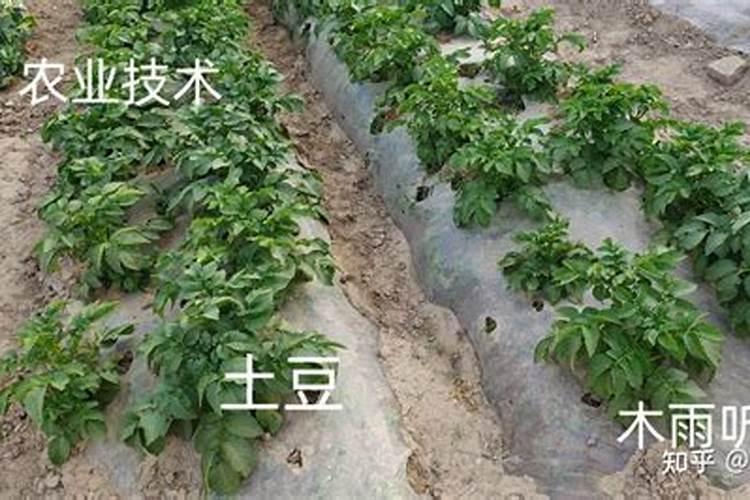 种土豆用什么肥料最好