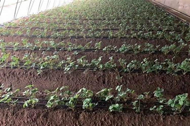 冲施肥和叶面肥的区别