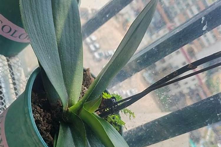 兰花专用肥哪个最佳兰花用什么叶面肥最好