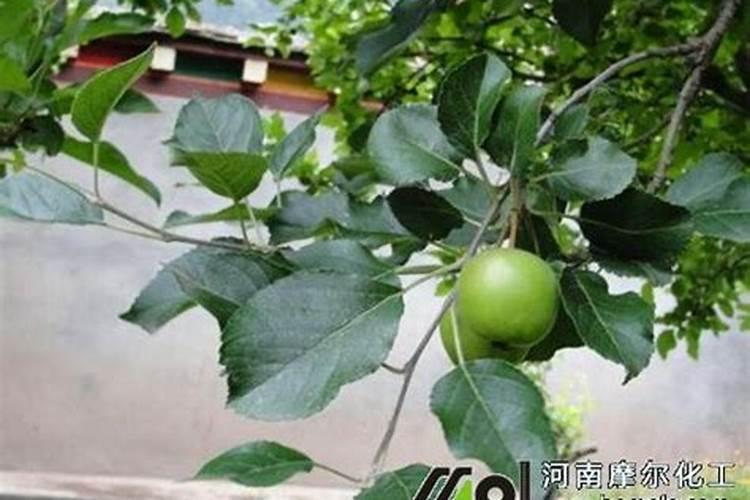 果树用水溶肥好还是复合肥好(复合肥可以兑水浇果树吗)