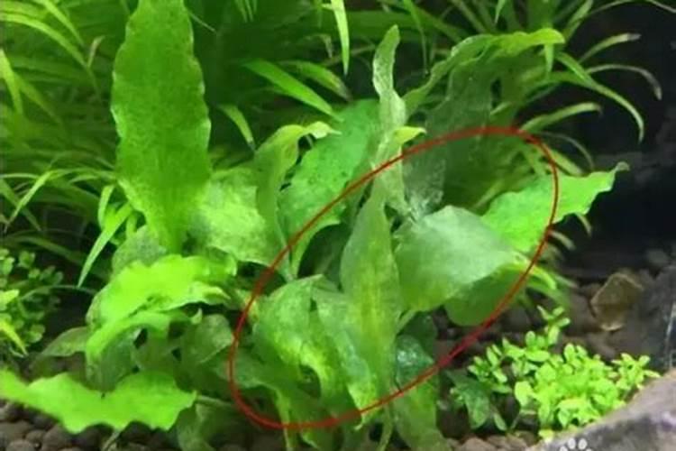 喷什么叶面肥芹菜长得快 喷施方法有哪些