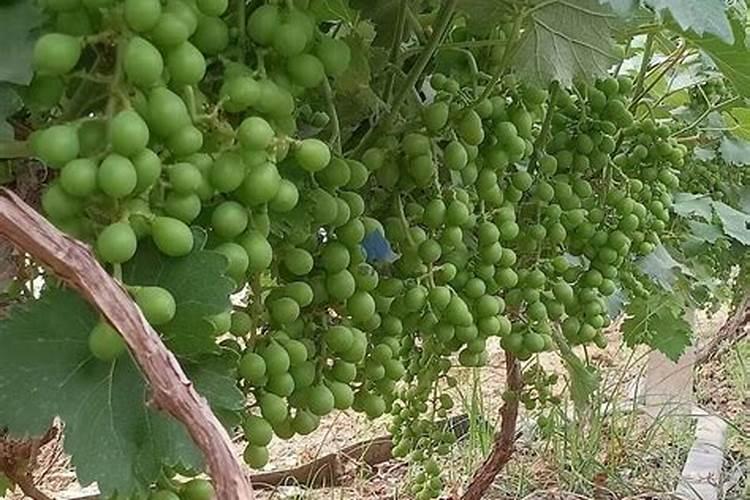 葡萄挂果期施什么肥料好？葡萄结果期冲施什么肥料好？