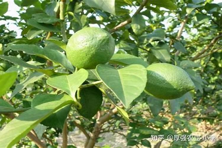 柠檬怎么剪枝才开花