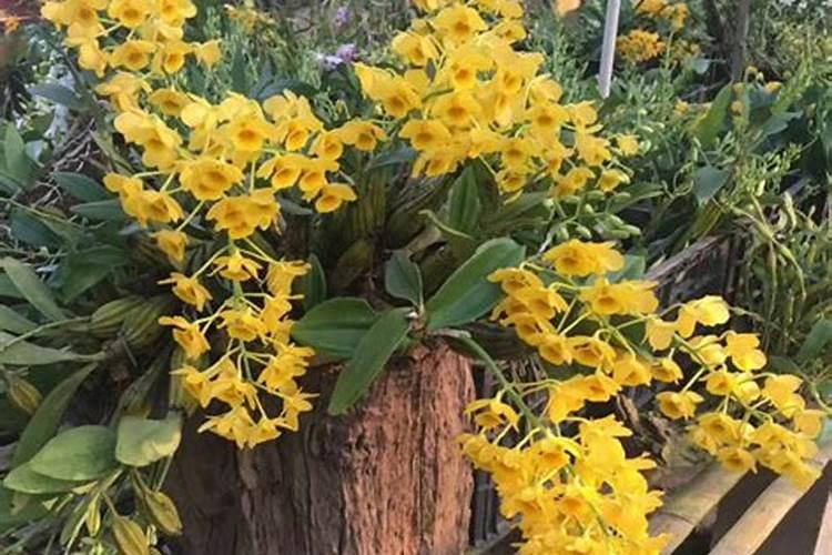 如何养好鼓槌石斛