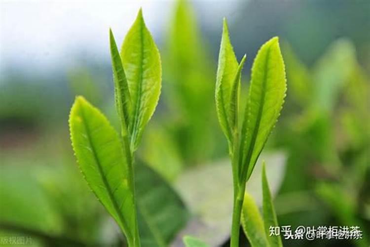 大红袍李子种植要求