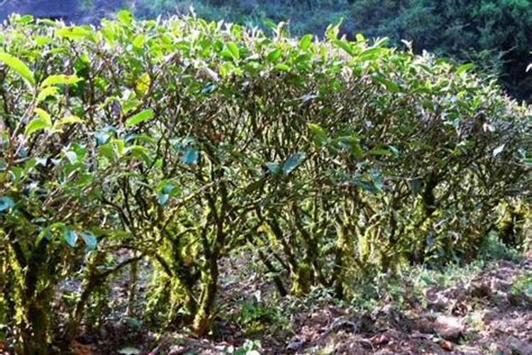 大红袍花椒在重庆农村可种植′