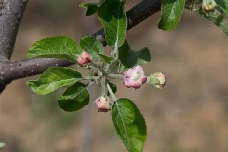 苹果树喷什么叶面肥好
