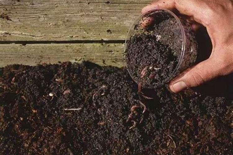 这是冬枣和嘎啦苹果,嘎啦是什么病害了,小红点已经水坏了,开始腐烂...