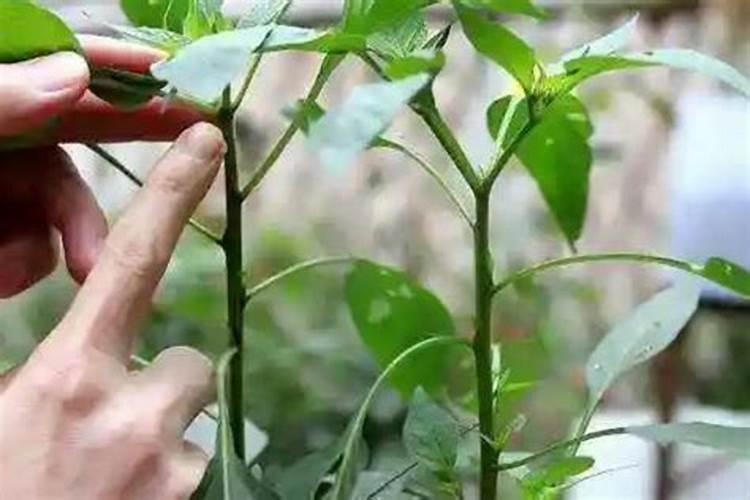 辣椒中期用什么肥料最好