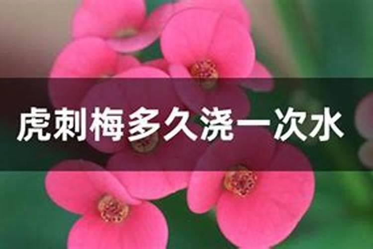 虎刺梅用什么肥料