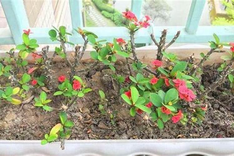 虎刺梅施肥方法