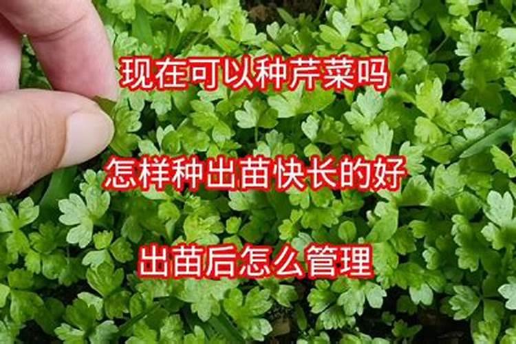 冬季大棚芹菜如何施肥