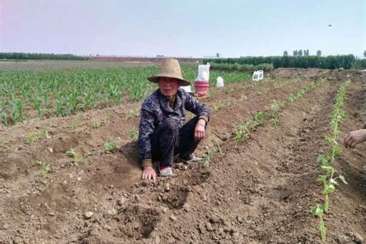 钙肥能防止红薯裂果？