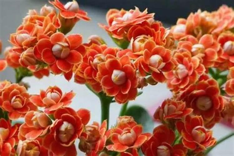 长寿花打骨朵了怎么养护(打花苞的长寿花如何浇水与施肥)