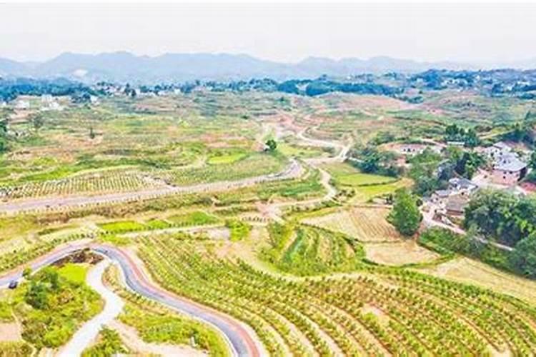 荔枝树要怎样进行施肥？