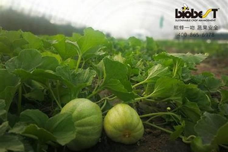 种香瓜用什么肥料最好