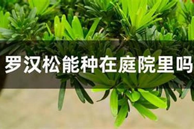 罗汉松施肥技巧,只需要五个步骤养的郁郁葱葱