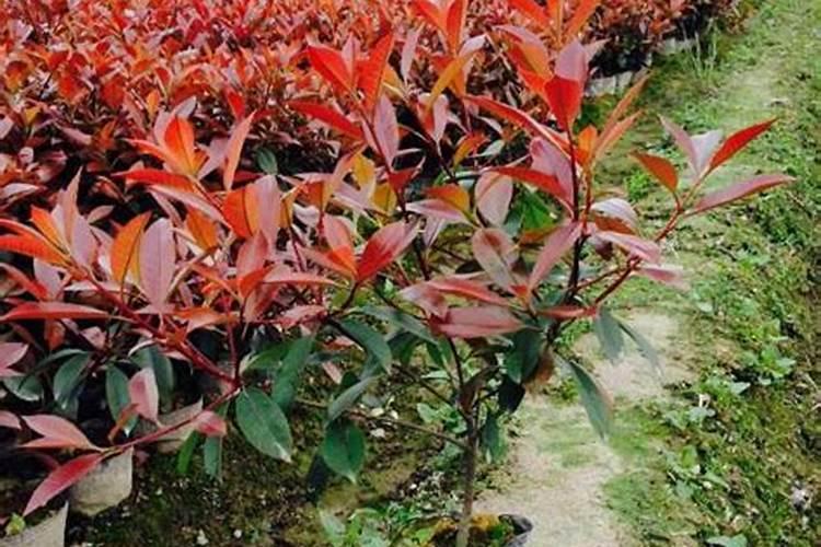 大姜种植后头两次浇水应怎么冲施肥料？